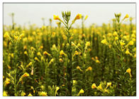 Evening Primrose Natural Plant Extract Minyak Gamma Linolenic Acid 9% CAS 506 26 3