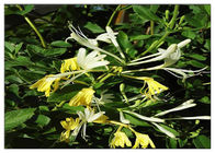 Mengobati Ekstrak Bunga Honeysuckle Dingin, 25% Lonicera Japonica Extract Dengan Chlorogenic Acid