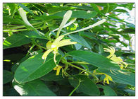 Ekstrak Bunga Anti Virus Honeysuckle, Ekstrak Bunga Lonicera Japonica CAS 327 97 9