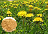 Antioksidan kuat Suplemen Diet Alami Brown Dandelion Root Extract Powder