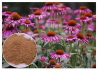 Echinacea Pururea Herbal Plant Extract Powder Dari Whole Herb Anti Virus