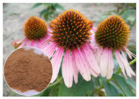 Suplemen Diet Ekstrak Tanaman Jamu murni Echinacea Purpurea Powder Meningkatkan Imunitas