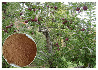 Anti-bakteri Phloridizin Apple Tree Root &amp;amp; Ekstrak Kulit untuk suplemen makanan