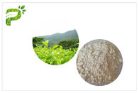 Anti Oksidasi EGCG Green Tea Extract, Kelas Farmasi Ekstrak Teh Hijau Alami