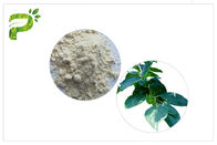 Ekstrak tumbuhan alami kesemek daun bubuk asam ursolik Metode uji HPLC