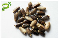 Silymarin / Silybin Natural Dietary Supplements CAS 22888 70 6 Milk Thistle Plant Extract Mencegah Gangguan Hati