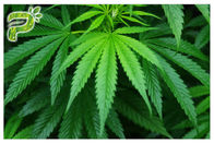Cannabis Sativa Rami Minyak Esensial Ekstrak tumbuhan Alami CBD Cannabidiol Untuk Merokok / Menguap