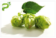 Bunga Bubuk Herbal Ekstrak Spektrum Luas Hops Beer Xanthohumol 98% CAS 6754 58 1