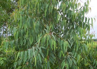 Minyak tumbuhan alami Eucalyptus Globulus 8000 48 4 Cairan tidak berwarna sampai kuning muda
