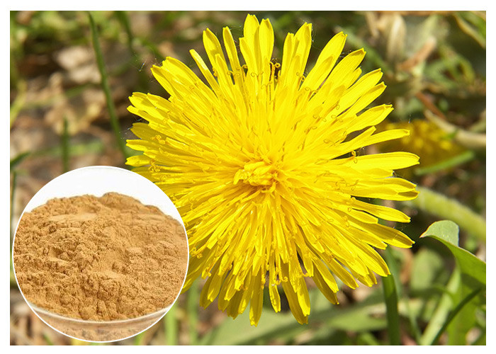 Dandelion Root Plant Extract Powder Flavones Meningkatkan Kekebalan Tubuh Untuk Suplemen Makanan