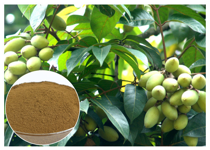 Oleuropein Natural Olive Leaf Ekstrak Bahan Alami Dengan Uji HPLC