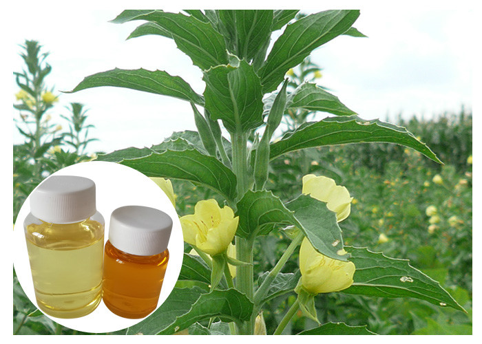 Suplemen Suplemen Diet Menopause Wanita GLA 10% Yellow Evening Primrose Oil