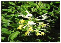 Tanaman Antibakteri Bunga Honeysuckle Mengkstrak Asam Chlorogenic 5% CAS 327 97 9