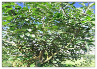 Bubuk Ekstrak Tanaman Apel Pohon Apel, Suplemen Diet Herbal yang Dapat Dioleskan dalam Etanol