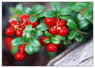 Suplemen anti inflamasi alami Proanthocyanidins (PACs) Cranberry Extract