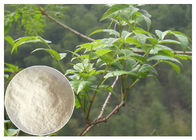 ekstrak herbal bubuk, untuk hangus Ampelopsis grossedentata Extract powder