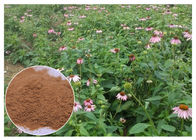 Suplemen Herbal Murni Chicory Acid, Ekstrak Echinacea Purpurea Utuh Utuh