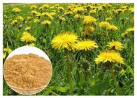 Dandelion Root Herbal Plant Extract Brown Color Powder 80 Mesh Untuk Bantuan Pencernaan