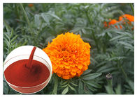 Bunga Tagetes Erecta Bunga Alami Mengeluarkan Powder Mencegah Kesehatan Mata