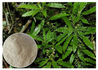 Memperbaiki Memory Plant Extract Powder Huperzine A 99% CAS 102518 79 6