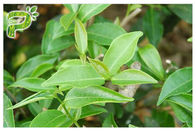 Anti Oksidasi EGCG Green Tea Extract, Kelas Farmasi Ekstrak Teh Hijau Alami