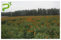 Perawatan Mata Natural Flower Ekstrak Anti Oksidasi Bubuk Merah Jingga Lutein Dari Bunga Marigold