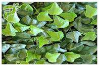Hedera Helix Hederacoside Ekstrak Tanaman Bubuk Ivy Leaf Extract Mengobati Batuk Dan Dingin