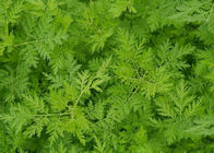 Ekstrak Artemisia Annua 99% Purity Artemisinin Powder CAS 63968 64 9