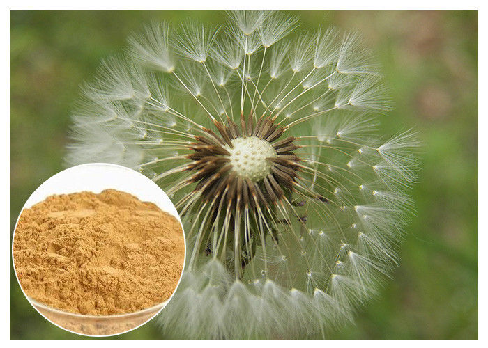 Dandelion Root Plant Extract Powder Coklat Warna HPLC 5% Food Grade Anti Aging
