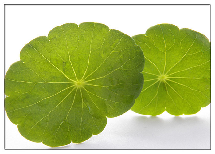 Bulu Kulit Anti Penuaan Gotu Kola Leaf, Ekstrak Centella Asiatica untuk industri Kosmetik