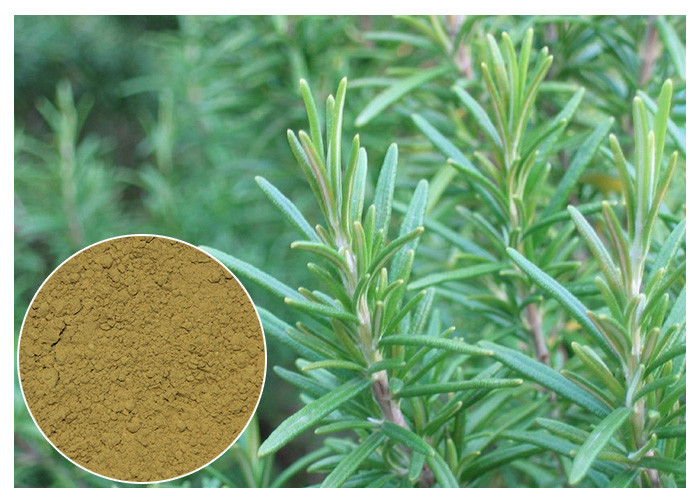 Asam Ursolic Rosemary Herbal Plant Extract Anti Oksidasi Untuk Kosmetik CAS 77 52 1