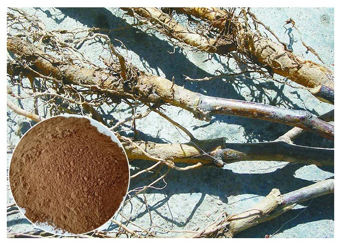 Mengobati diabetes Phlorizin Apple Root Root &amp;amp; Bark Extract untuk suplemen diet